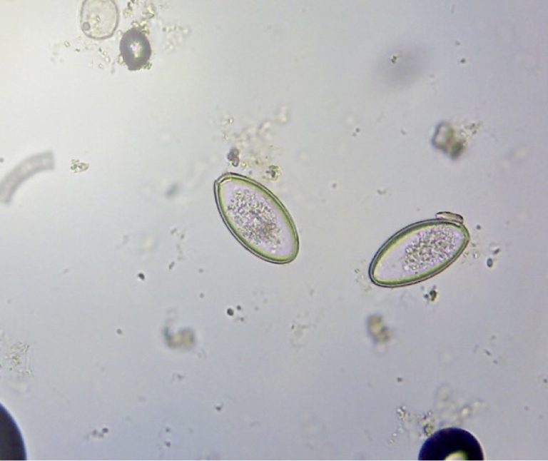 Worming Farr & Pursey Equine