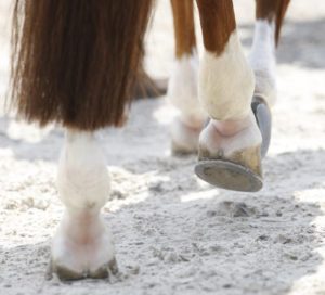 Services - Lameness Investigation Horses foot fall