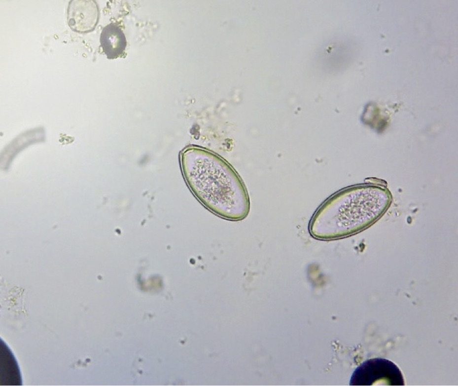 Oxyuris Equi Oxyuris Equi