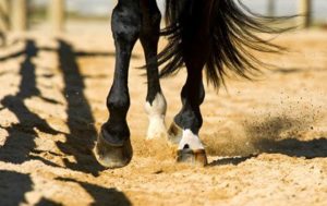 horse-hooves-in-sand-arena
