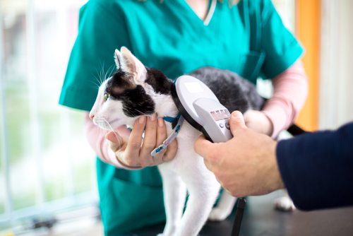 Microchipping your pet
