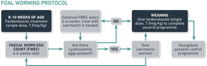 Foal Worming Protocol
