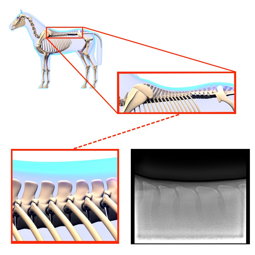 Back Surgery Farr & Pursey Equine