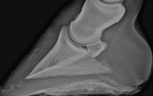 hoof scan 300x190