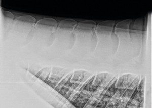 kissing spines 300x213