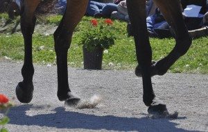 main vet pic 300x190