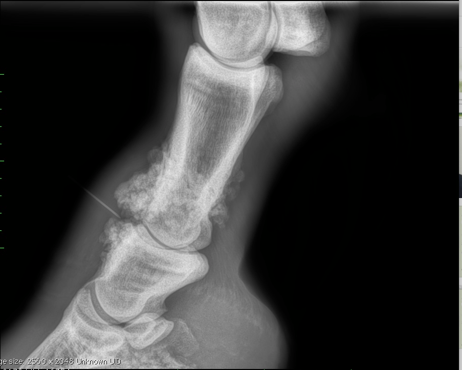Osteoarthritis (OA) Farr & Pursey Equine