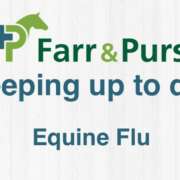 Equine Influenza