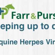 Equine Herpes Virus
