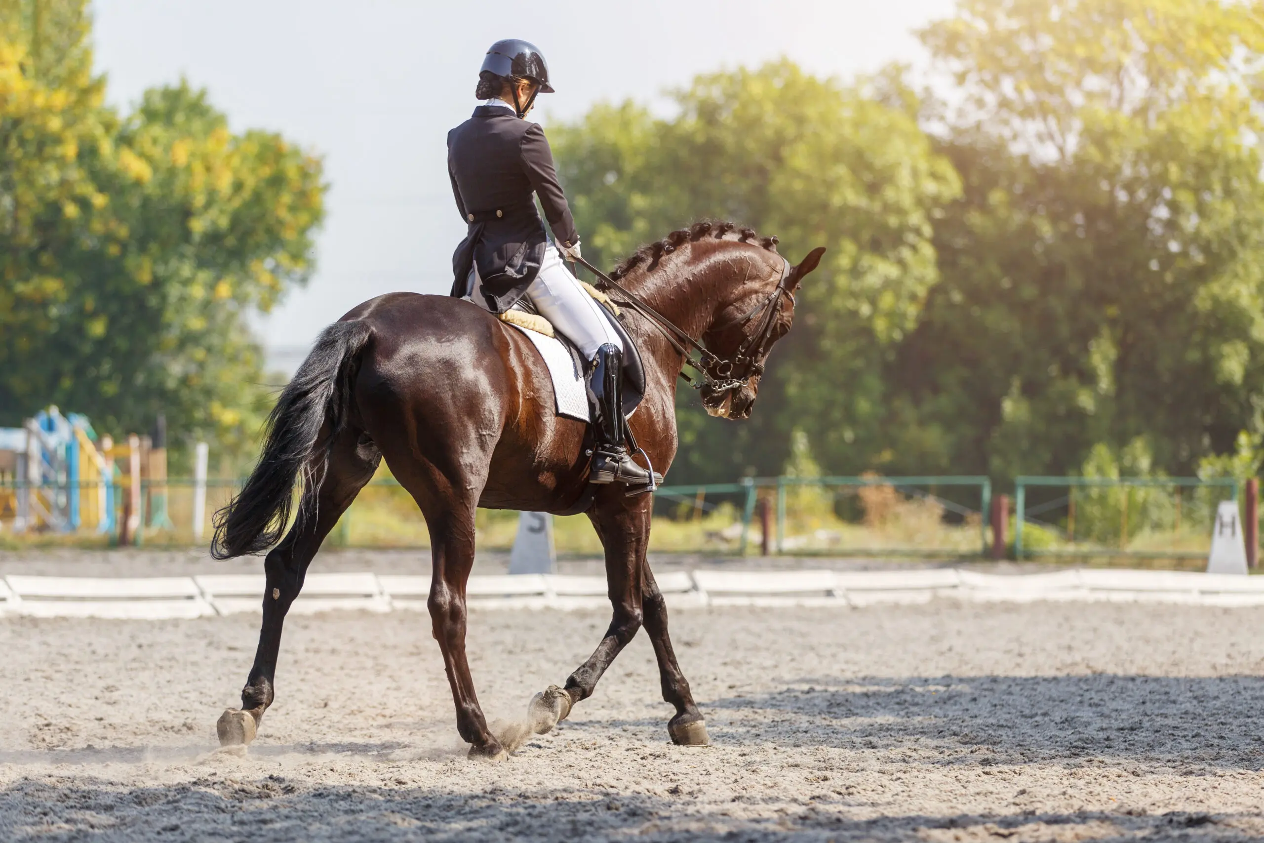 Dressage Rider
