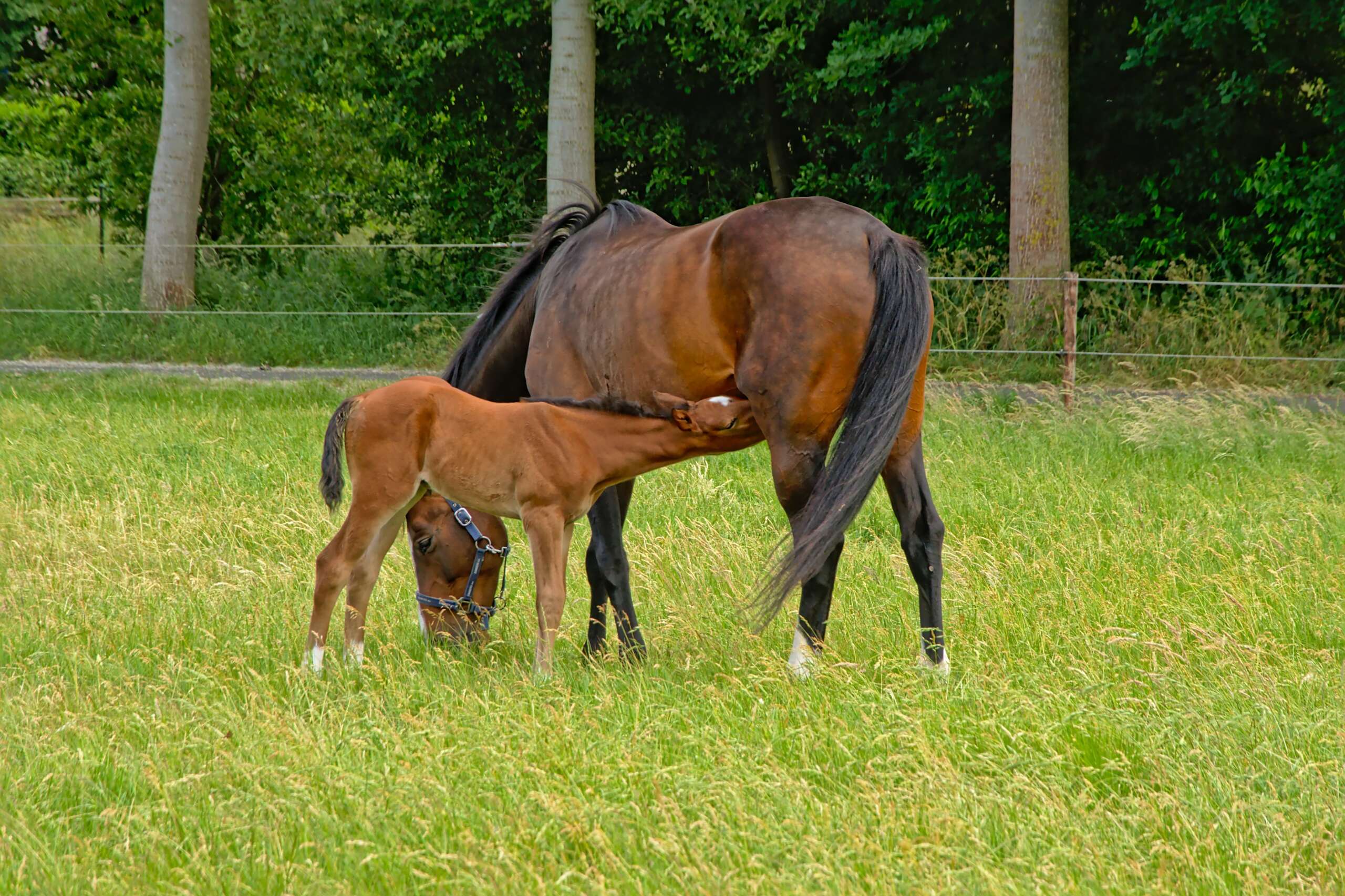 Mare and Foal