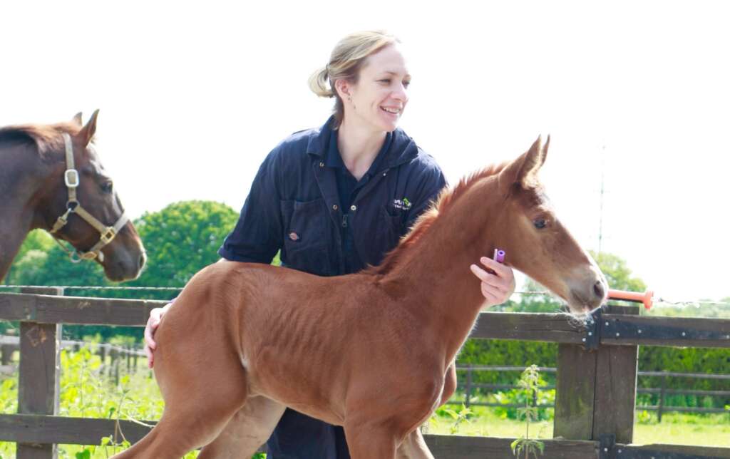 New Foal Guidelines
