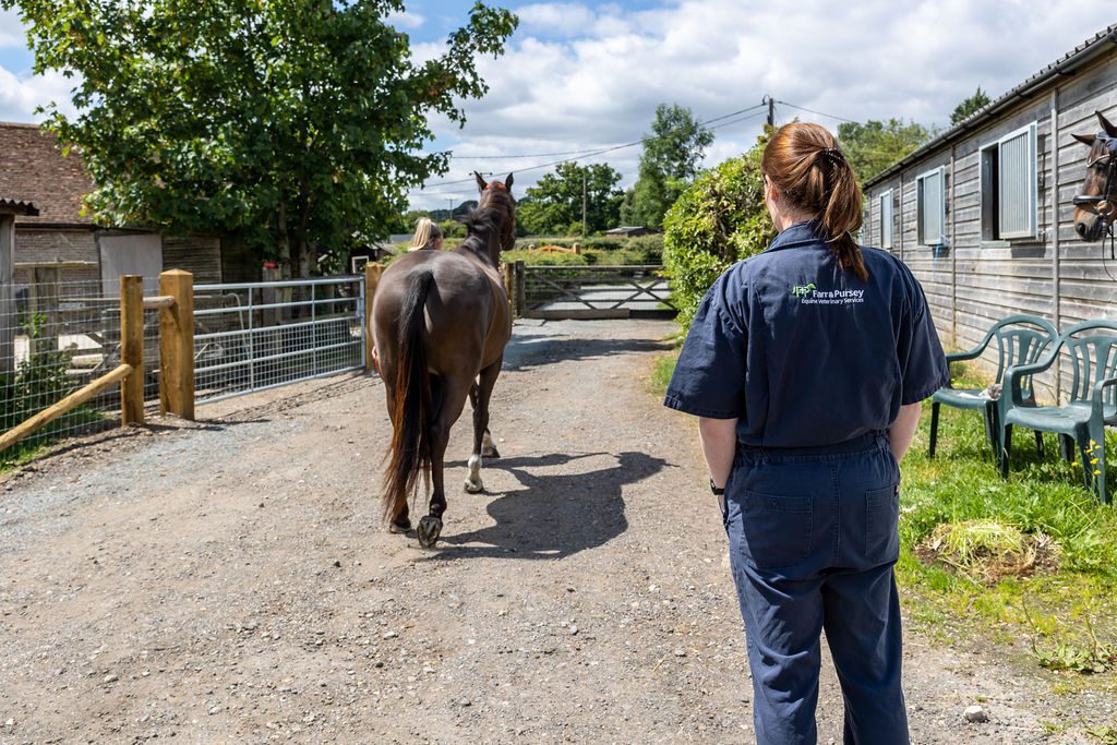 Watching a horse walk