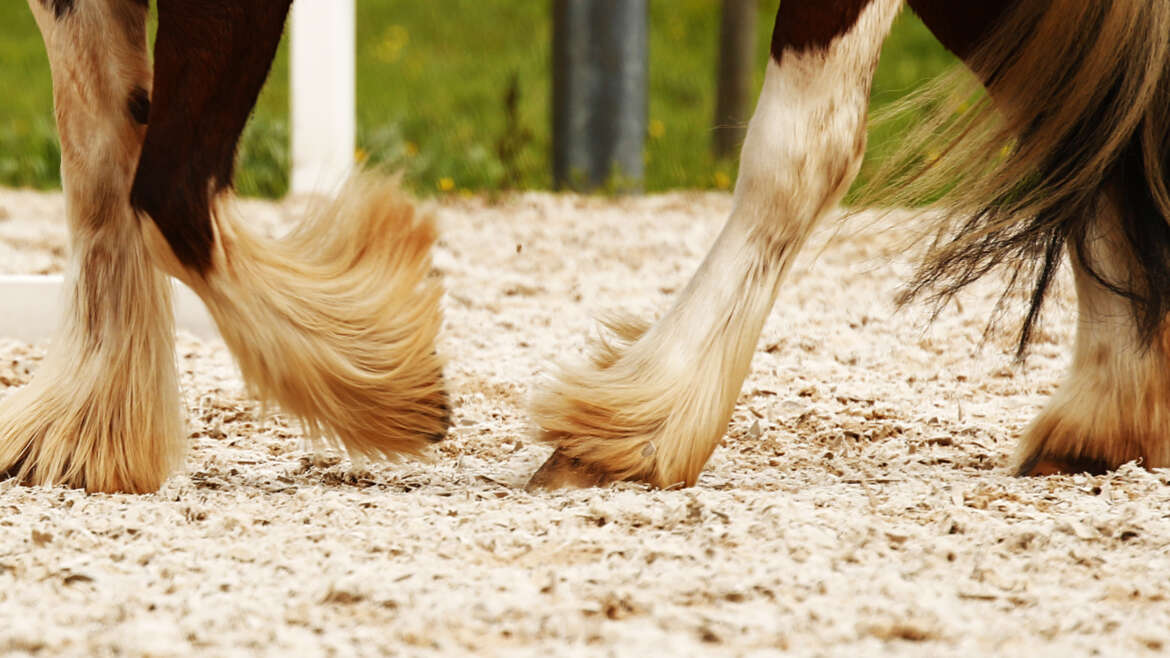 “What Lies Beneath the Feathers?”