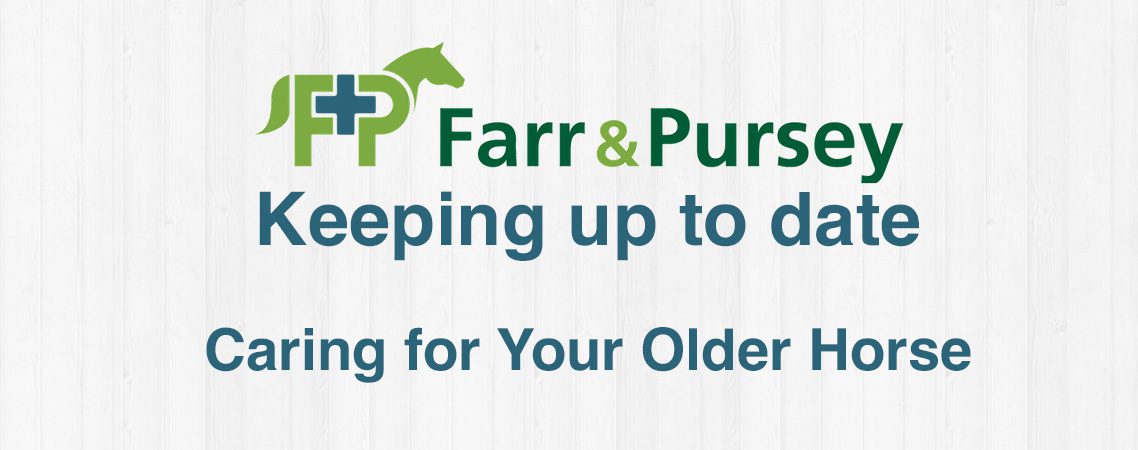 Caring For Your Older Horse